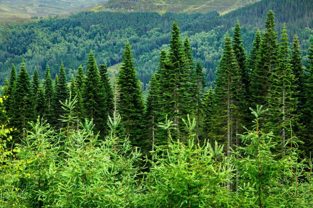 Nadelwald als Holzfaserlieferant